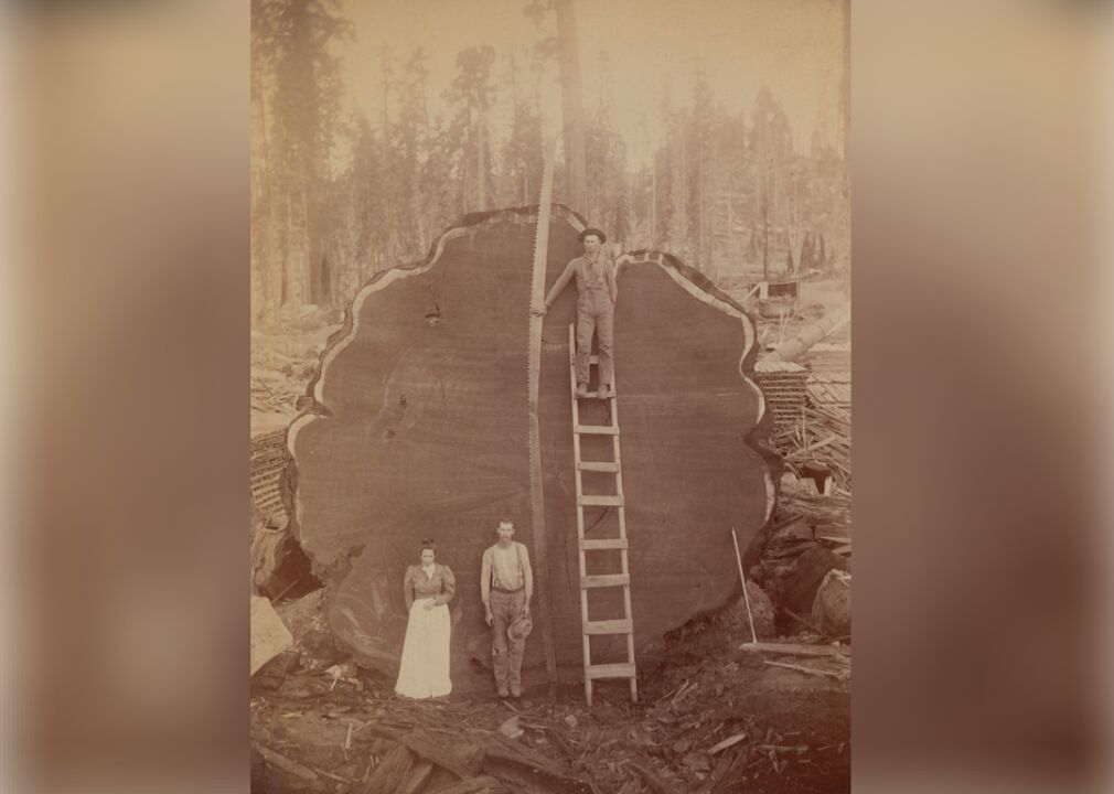 Mark Twain log